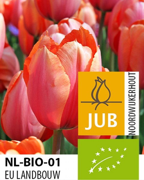 BIO Tulipa Apricot Impression